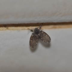 Clogmia albipunctata (Bathroom Moth Fly) at Wamboin, NSW - 8 May 2018 by natureguy
