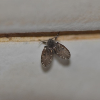 Psychodidae sp. (family) (Moth Fly, Drain Fly) at QPRC LGA - 8 May 2018 by natureguy