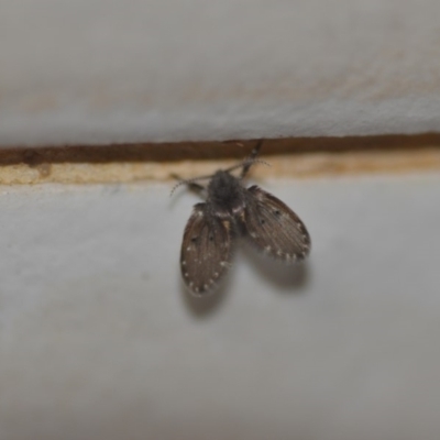 Clogmia albipunctata (Bathroom Moth Fly) at Wamboin, NSW - 8 May 2018 by natureguy