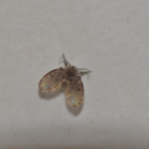 Psychodidae sp. (family) at Wamboin, NSW - 8 May 2018