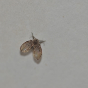 Psychodidae sp. (family) at Wamboin, NSW - 8 May 2018