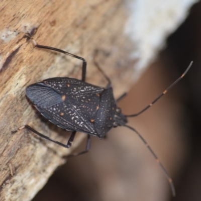 Poecilometis patruelis (Gum Tree Shield Bug) at Wamboin, NSW - 9 May 2018 by natureguy