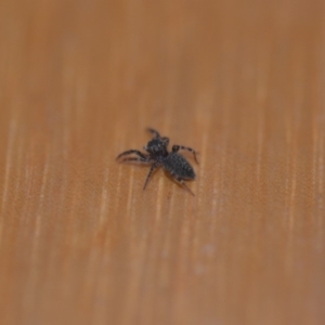 Salticidae (family) at Wamboin, NSW - 12 May 2018 01:47 PM