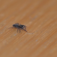 Salticidae (family) at Wamboin, NSW - 12 May 2018