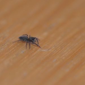 Salticidae (family) at Wamboin, NSW - 12 May 2018 01:47 PM