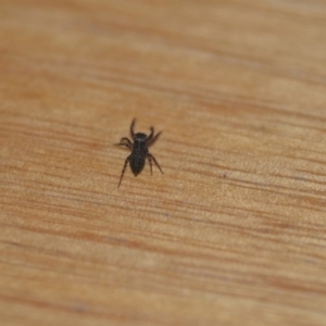 Salticidae (family) at Wamboin, NSW - 12 May 2018