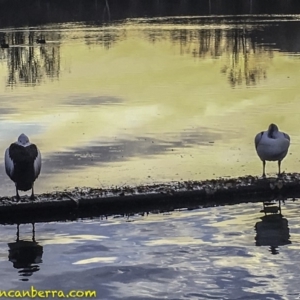 Pelecanus conspicillatus at Canberra, ACT - 19 Jul 2018