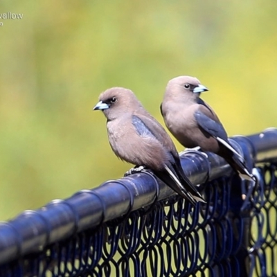 Artamus cyanopterus (Dusky Woodswallow) at Ulladulla, NSW - 8 Sep 2014 by CharlesDove