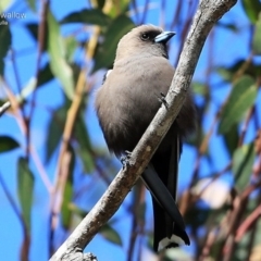 Artamus cyanopterus at Ulladulla, NSW - 9 Sep 2014