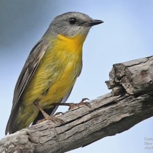 Eopsaltria australis at Ulladulla, NSW - 1 Sep 2014 12:00 AM