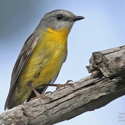 Eopsaltria australis (Eastern Yellow Robin) at Ulladulla, NSW - 31 Aug 2014 by Charles Dove