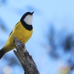 Pachycephala pectoralis (Golden Whistler) at Ulladulla, NSW - 8 Sep 2014 by CharlesDove