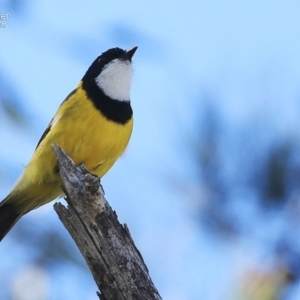 Pachycephala pectoralis at Ulladulla, NSW - 8 Sep 2014