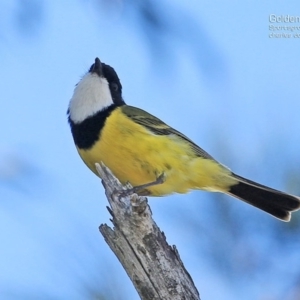 Pachycephala pectoralis at Ulladulla, NSW - 8 Sep 2014 12:00 AM