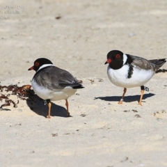 Charadrius rubricollis (Hooded Plover) at Ulladulla, NSW - 31 Aug 2014 by Charles Dove