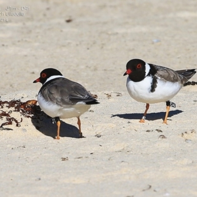 Charadrius rubricollis (Hooded Plover) at Ulladulla, NSW - 31 Aug 2014 by Charles Dove