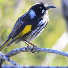 Phylidonyris novaehollandiae (New Holland Honeyeater) at One Track For All - 7 Sep 2014 by Charles Dove