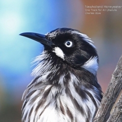 Phylidonyris novaehollandiae at Ulladulla, NSW - 8 Sep 2014 12:00 AM