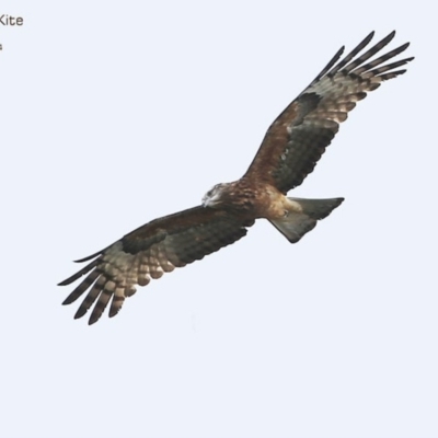 Lophoictinia isura (Square-tailed Kite) at South Pacific Heathland Reserve - 1 Sep 2014 by Charles Dove