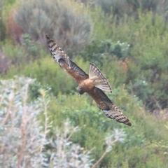 Lophoictinia isura at South Pacific Heathland Reserve - suppressed