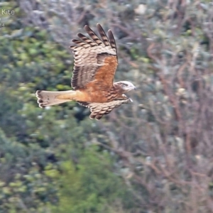 Lophoictinia isura at South Pacific Heathland Reserve - suppressed