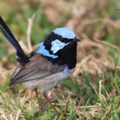 Malurus cyaneus (Superb Fairywren) at Ulladulla, NSW - 2 Sep 2014 by CharlesDove