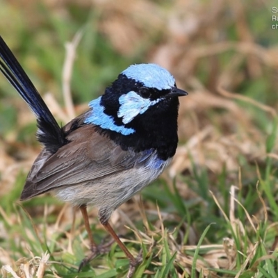 Malurus cyaneus (Superb Fairywren) at Ulladulla, NSW - 1 Sep 2014 by CharlesDove