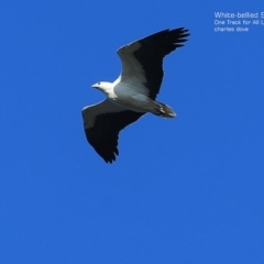 Haliaeetus leucogaster (White-bellied Sea-Eagle) at Ulladulla Reserves Bushcare - 7 Sep 2014 by Charles Dove