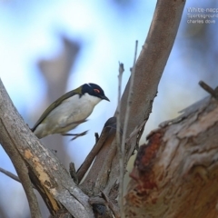 Melithreptus lunatus (White-naped Honeyeater) at Ulladulla, NSW - 7 Sep 2014 by Charles Dove