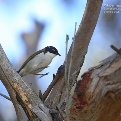 Melithreptus lunatus (White-naped Honeyeater) at Ulladulla, NSW - 8 Sep 2014 by CharlesDove