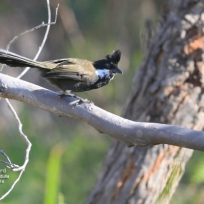 Psophodes olivaceus (Eastern Whipbird) at Ulladulla, NSW - 24 Oct 2016 by CharlesDove