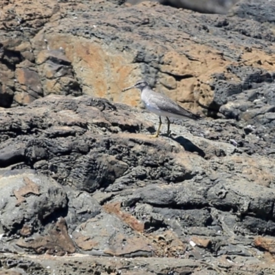 Tringa brevipes (Grey-tailed Tattler) at Dolphin Point, NSW - 23 Oct 2014 by CharlesDove
