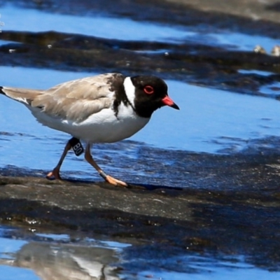Charadrius rubricollis (Hooded Plover) at Wairo Beach and Dolphin Point - 15 Oct 2014 by Charles Dove