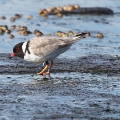 Charadrius rubricollis at suppressed - suppressed