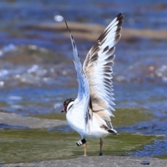 Charadrius rubricollis at suppressed - suppressed