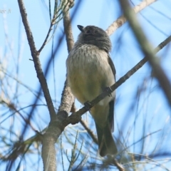 Pachycephala rufiventris (Rufous Whistler) at Garrads Reserve Narrawallee - 16 Oct 2014 by Charles Dove