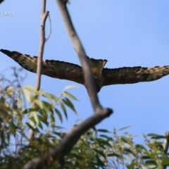 Lophoictinia isura (Square-tailed Kite) at Garrads Reserve Narrawallee - 17 Oct 2014 by CharlesDove