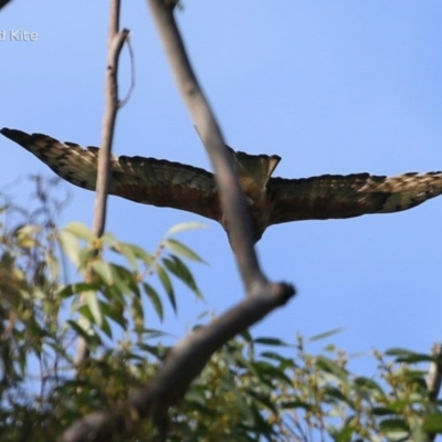Lophoictinia isura (Square-tailed Kite) at Garrads Reserve Narrawallee - 17 Oct 2014 by CharlesDove