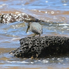 Butorides striata (Striated Heron) at Wairo Beach and Dolphin Point - 15 Oct 2014 by Charles Dove