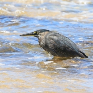 Butorides striata at Dolphin Point, NSW - 16 Oct 2014