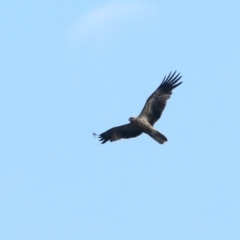 Haliastur sphenurus (Whistling Kite) at Narrawallee, NSW - 16 Oct 2014 by Charles Dove