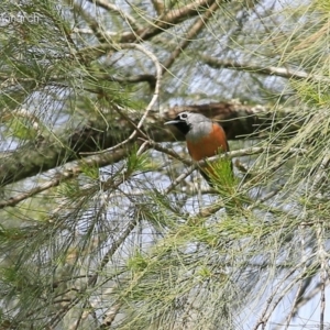 Monarcha melanopsis at Yadboro, NSW - 10 Oct 2014