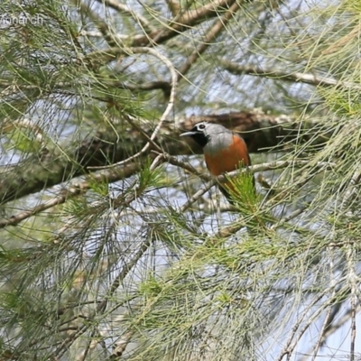 Monarcha melanopsis (Black-faced Monarch) at Yadboro, NSW - 10 Oct 2014 by CharlesDove