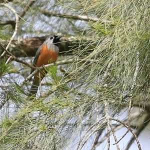 Monarcha melanopsis at Yadboro, NSW - 10 Oct 2014