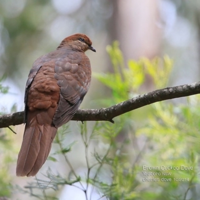 Macropygia phasianella (Brown Cuckoo-dove) at Yadboro, NSW - 9 Oct 2014 by Charles Dove