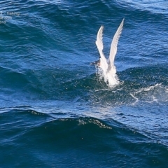 Hydroprogne caspia (Caspian Tern) at Ulladulla, NSW - 11 Oct 2014 by Charles Dove