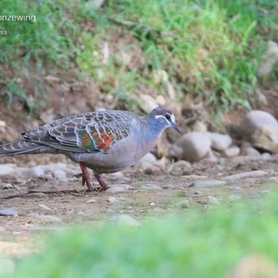 Phaps chalcoptera (Common Bronzewing) at Yadboro, NSW - 10 Oct 2014 by CharlesDove