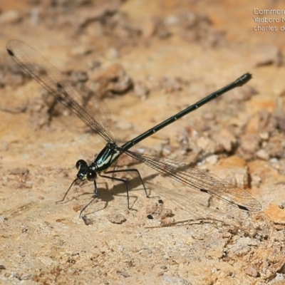 Austroargiolestes icteromelas icteromelas (Common Flatwing) at Yadboro, NSW - 10 Oct 2014 by CharlesDove