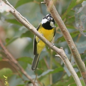 Falcunculus frontatus at Yadboro, NSW - 10 Oct 2014 12:00 AM