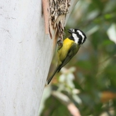 Falcunculus frontatus at Yadboro, NSW - 10 Oct 2014